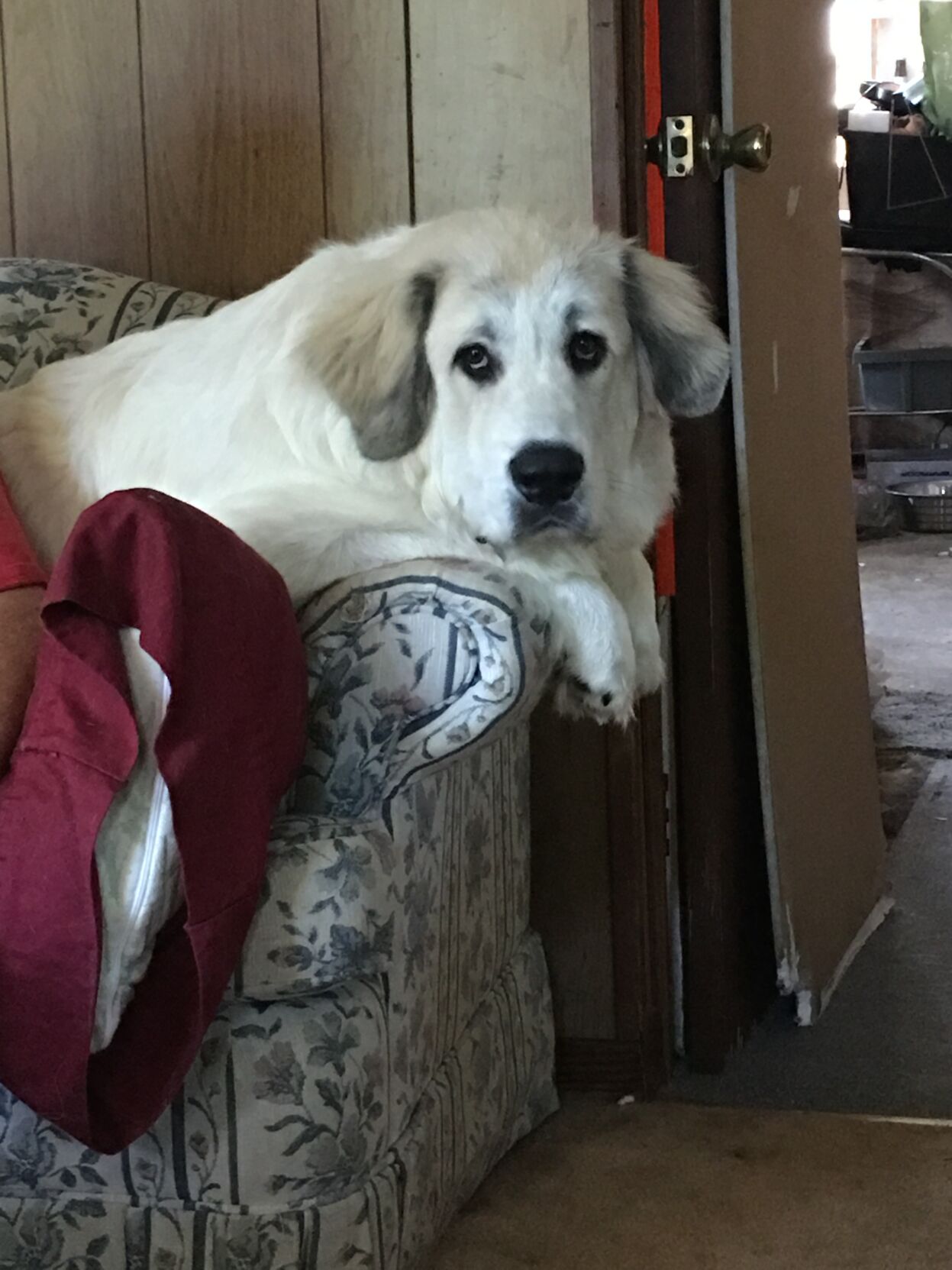 Dog shot